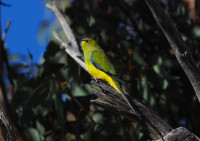 Warrahdale Road at Walker Road
